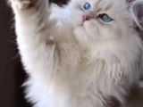 British Longhair Cy Bebekler Yeni Sahibini Bekliyor