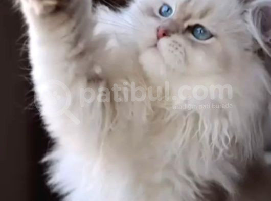 British Longhair Cy Bebekler Yeni Sahibini Bekliyor görsel