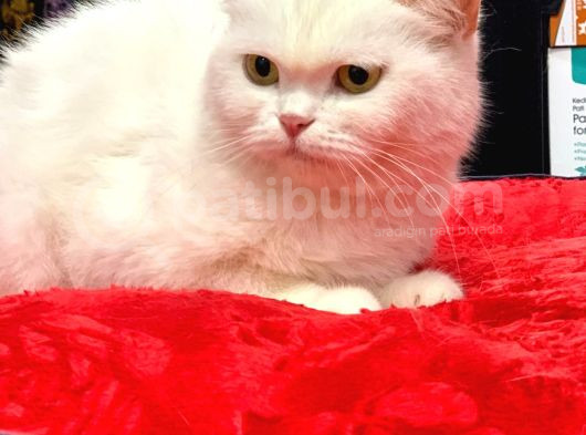 Kar Beyaz British Shorthair Di̇şi̇ Yavrumuz görsel