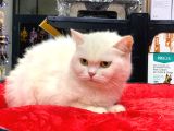 Kar Beyaz British Shorthair Di̇şi̇ Yavrumuz