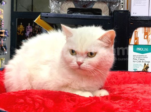 Kar Beyaz British Shorthair Di̇şi̇ Yavrumuz