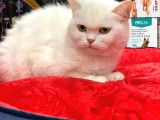 Kar Beyaz British Shorthair Di̇şi̇ Yavrumuz