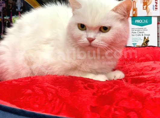 Kar Beyaz British Shorthair Di̇şi̇ Yavrumuz görsel