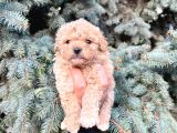 Anne Maltipo Baba Poodle Yavrularımız Kilo Garantili