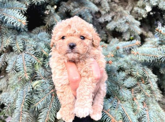 Anne Maltipo Baba Poodle Yavrularımız Kilo Garantili görsel
