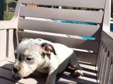 Scrli American Exotic  Pocket Bully