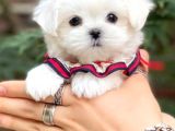 Maltesse terrier cinsi mini Boy Puppy Kar beyaz 