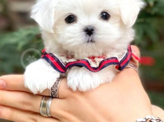 Maltesse Terrier Cinsi Mini Boy Puppy Kar Beyaz 