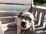 Scrli American Exotic  Pocket Bully