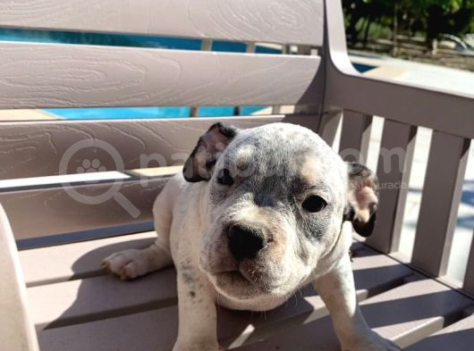 Scrli American Exotic  Pocket Bully görsel