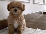 Pet Eğitimli Maltipoo Ev Neşesi
