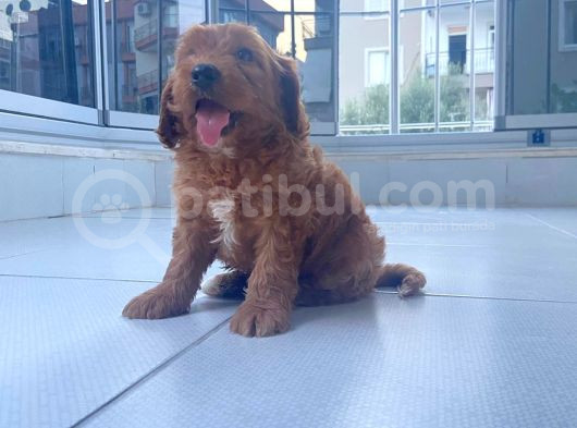Irk Ve Sağlik Garanti̇ Orji̇nal Cockapoo Bebeği̇mi̇z