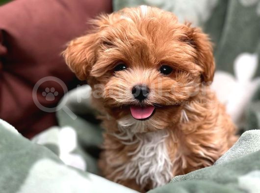 Maltipo Cinsi Yavrular Dişi Erkek Mevcuttur 