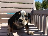 Scrli American exotic  pocket bully