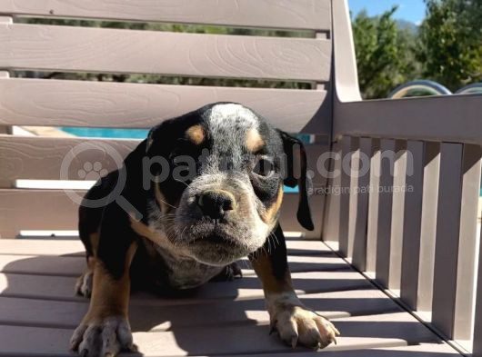 Scrli American Exotic  Pocket Bully