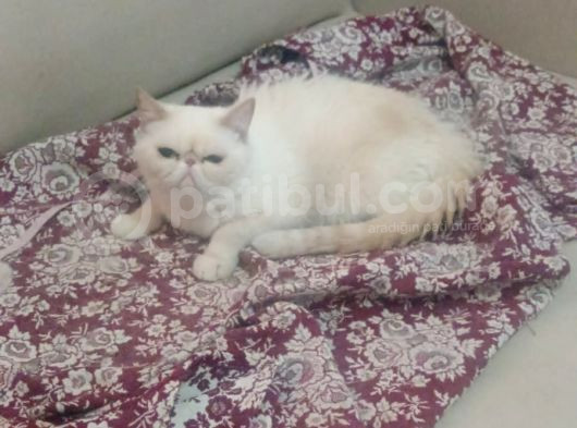 Sağlikli 2 Yaşinda Di̇şi̇ görsel