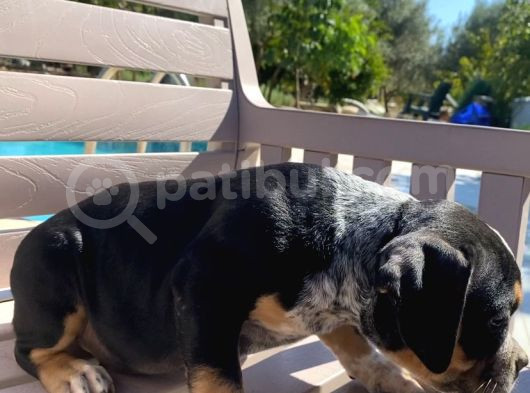 Scrli American Exotic  Pocket Bully görsel