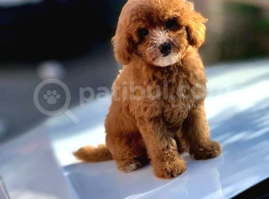 Tooy Poodle Cinsi Yavrular Dişi Erkek Mevcuttur  görsel