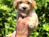 Kahve Tonlu Puppy Kıvırcık Tüylü Malti̇po Ci̇nsi̇ 