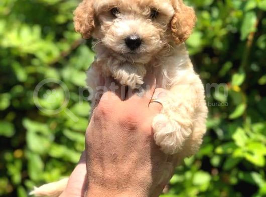 Kahve Tonlu Puppy Kıvırcık Tüylü Malti̇po Ci̇nsi̇  görsel