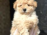 Kahve tonlu puppy kıvırcık tüylü MALTİPO CİNSİ 