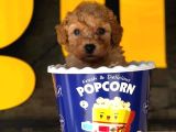 Tooy poodle cinsi yavrular Dişi erkek mevcuttur 