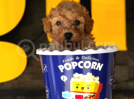 Tooy Poodle Cinsi Yavrular Dişi Erkek Mevcuttur 