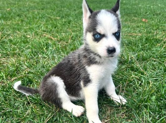 Mavi Gözleriyle Büyüleyen Husky Sibirya Kurdu Yavrular görsel