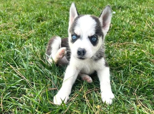 Mavi Gözleriyle Büyüleyen Husky Sibirya Kurdu Yavrular