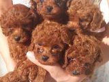 TOY POODLE
