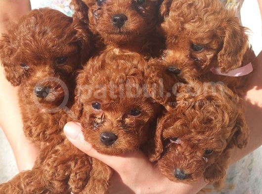 Toy Poodle