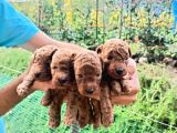 Toy Poodle