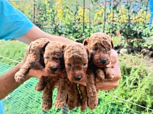 Toy Poodle görsel