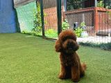 TOY POODLE