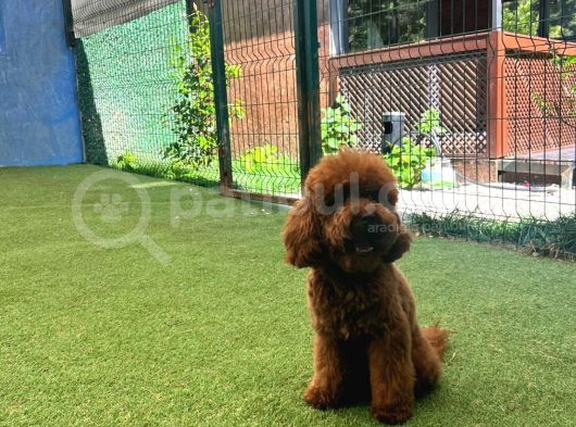 Toy Poodle