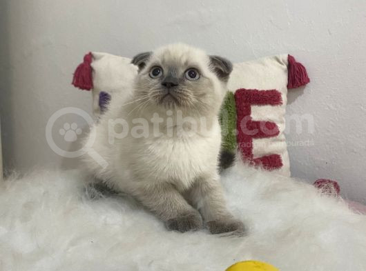 Ev Ortamından Saglıkl Yavrular görsel