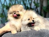 Secereli Di̇şi̇ Pomeranian Bebekler