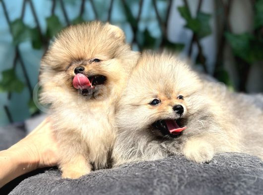 Secereli Di̇şi̇ Pomeranian Bebekler görsel