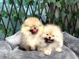 Secereli Di̇şi̇ Pomeranian Bebekler