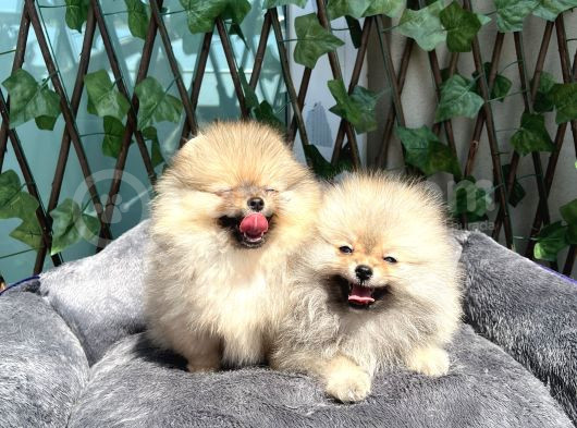 Secereli Di̇şi̇ Pomeranian Bebekler görsel