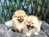 Secereli Di̇şi̇ Pomeranian Bebekler