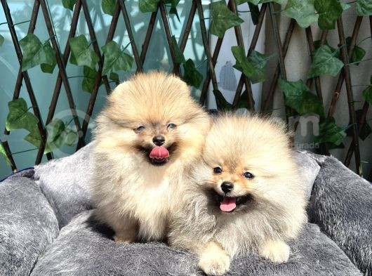 Secereli Di̇şi̇ Pomeranian Bebekler görsel
