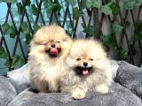 Secereli DİŞİ pomeranian bebekler