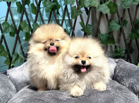 Secereli Di̇şi̇ Pomeranian Bebekler