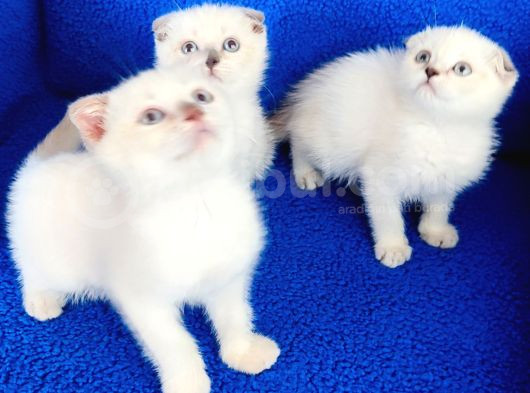 Bu Ptirciklar Yeni̇ Yuvalarina Gi̇tmeye Hazirdir görsel