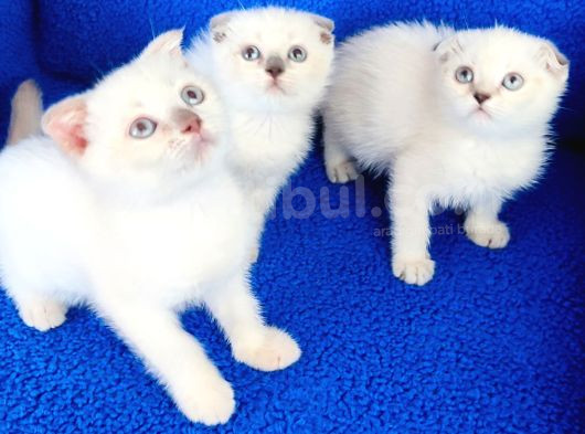 Bu Ptirciklar Yeni̇ Yuvalarina Gi̇tmeye Hazirdir görsel