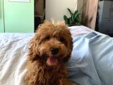 4 Aylik Erkek Mi̇nyatür Poodle