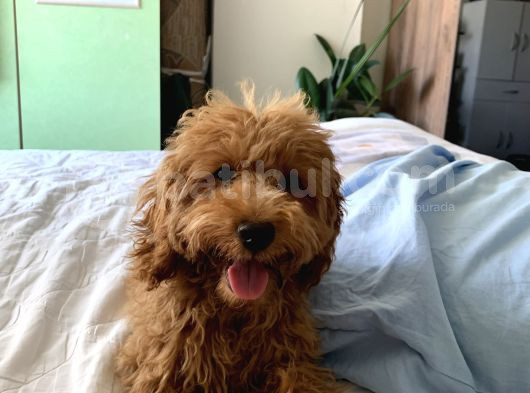 4 Aylik Erkek Mi̇nyatür Poodle görsel
