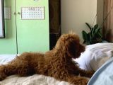 4 aYLIK ERKEK MİNYATÜR POODLE