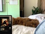 4 Aylik Erkek Mi̇nyatür Poodle